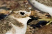 Double-banded Plover (Charadrius bicinctus)
